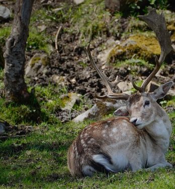 La faune des Pyrénées