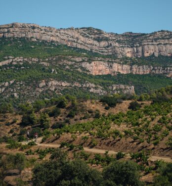 Weinterrassen zu Füßen der Serra del Montsant